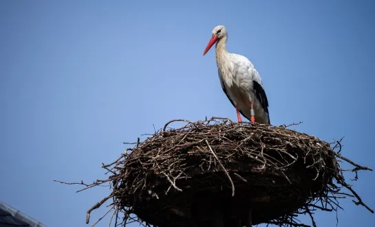 Eerste ooievaars keren terug naar ZOO Planckendael