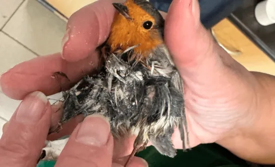 VOC Neteland lijmval roodborstje