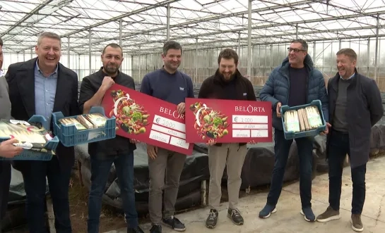 Eerste asperges in serre komen uit Sint-Katelijne-Waver