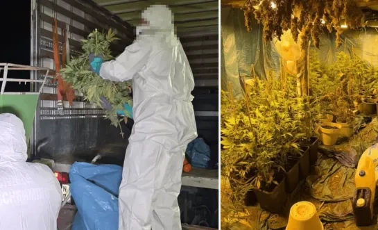 Cannabisplantage ontmanteld in Heindonk