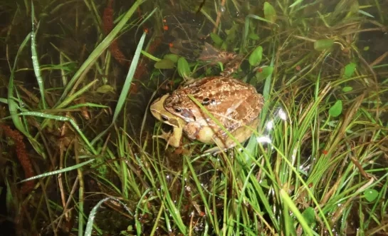 padden gemeente Bonheiden