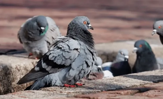 duivenoverlast algemeen