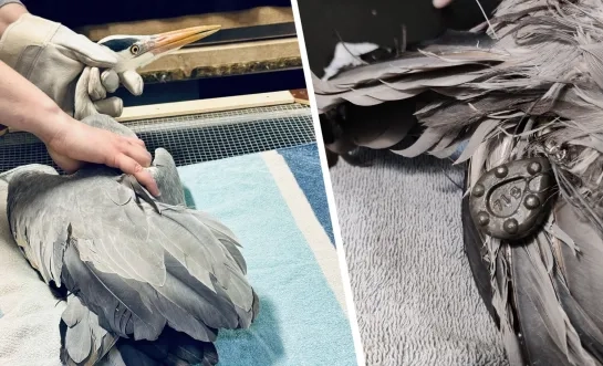 Gewonde reiger bij VOC Neteland Herenthout