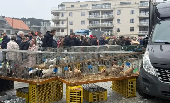 Dierenmarkt in Mol