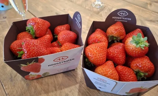 Aardbeien uit Hoogstraten