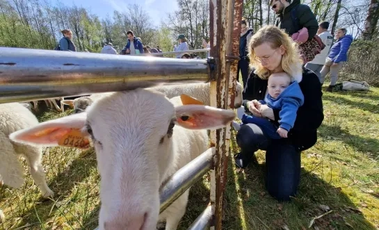 Lammetjesdag in Retie