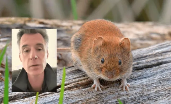 Hantavirus bij woelmuizen in Gierle en Turnhout