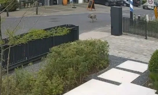 Wolf gespot in Meersel-Dreef