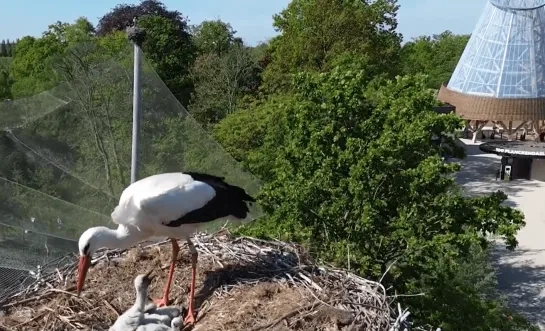 Jonge ooievaarskuikens in Planckendael