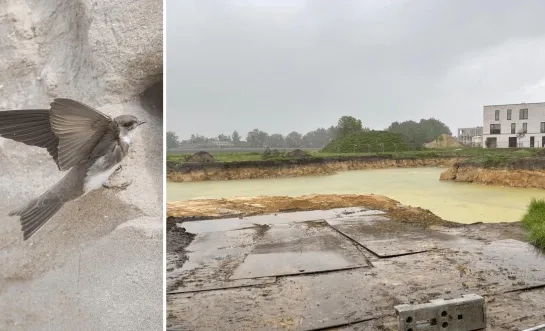 Oeverzwaluwkolonie aan bouwput in Weelde