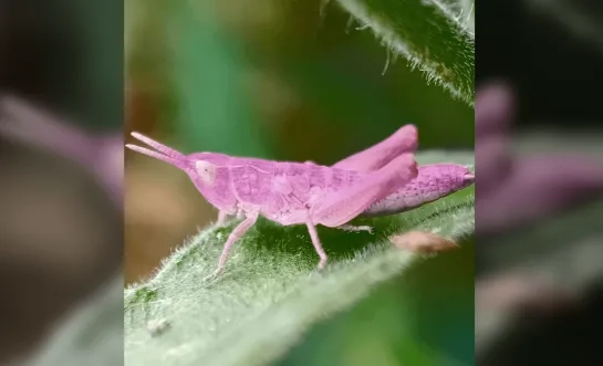 roze sprinkhaan tuin Mechelen