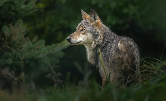 welkom wolf