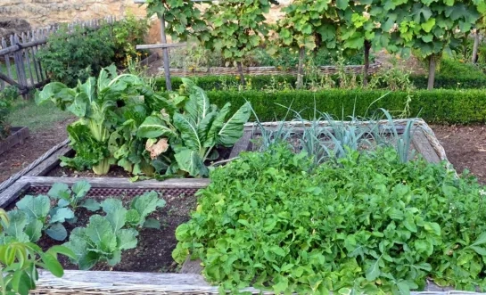 Moestuin