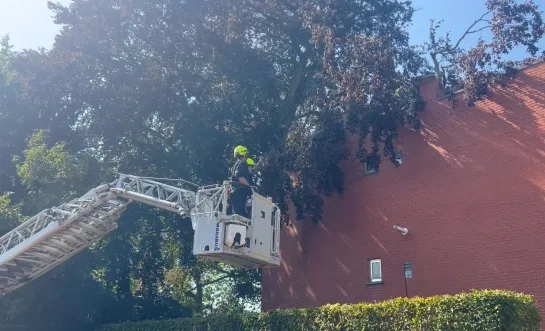 boom op appartement Meerhout