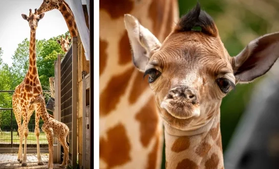 zoo planckendael 