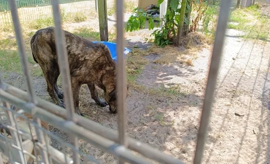 meldpunt dierenwelzijn Politie Regio Turnhout