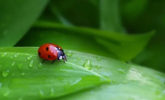 lieveheersbeestje algemeen insect