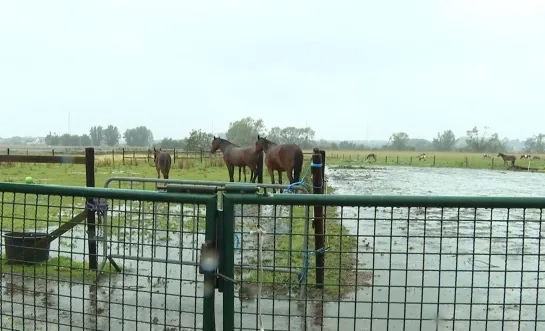 Ponyheide Leest onweer windhoos pony paard Mechelen