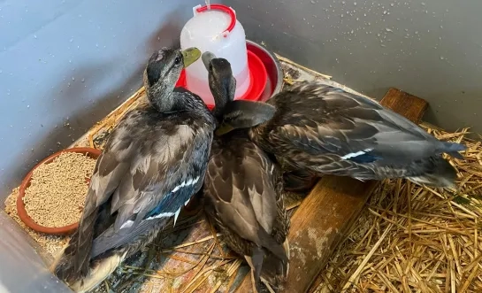 Eenden Jutse Plassen VOC Neteland 2024