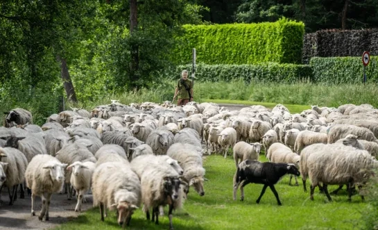 Schapen
