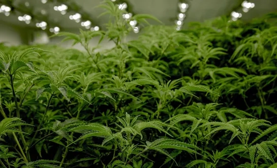 Cannabisplantage