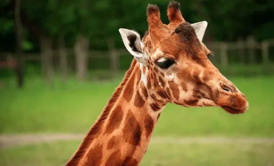 Giraf Barbie gestorven ZOO Planckendael