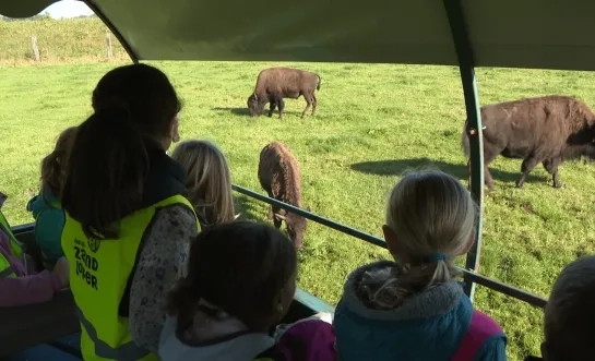 Nijlense leerlingen op bezoek bij bizonboerderij 't Gewat