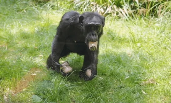 Chimpansee in ZOO Antwerpen