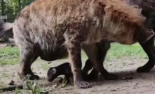 Hyena Zoo Planckendael