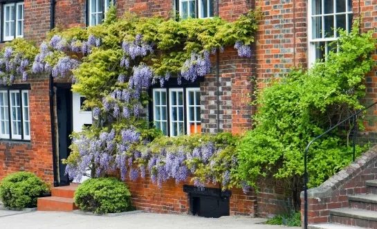 Geveltuin
