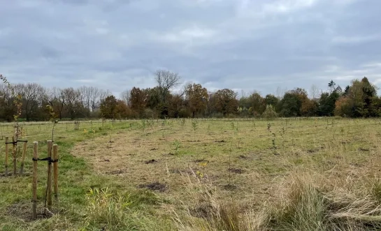 bomen princebos turnhout aurubis
