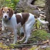Hond loopt los in bos