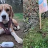 hond poepzakje Nijlen 