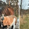 Kameroenschapen De Liereman Oud-Turnhout