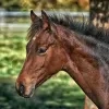 paard algemeen stockfoto