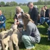 De Schapenkooi opendeurt op lammetjesdag