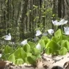 pastoorsbos lichtaart