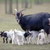 Geitjes geboren bij speel- en beleefboerderij DierenWeelde 