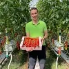 Nieuwe tomatensoort bij Putse teler
