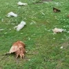 marters dieren doodgebeten