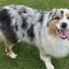 overleden hond na mogelijke vergiftiging