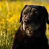 Hond