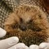 gewonde egel rechtenvrije stockfoto