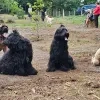 Hondenlosloopzone aan De Liereman geopend