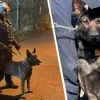 Politiehond Zulu Politie Zuiderkempen