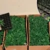 Cannabisplantage Rolwagenstraat Lier