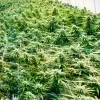 Cannabisplantage