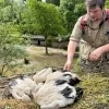 Ringen ooievaars ZOO Planckendael 2025