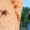 Beeldmontage RTV - rechtenvrije stockfoto/Dr. Eveline Vercammen