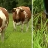 Schijt je rijk in Bevel voor meer landbouwgrond